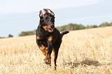 BEAUCERON - PUPPIES 040